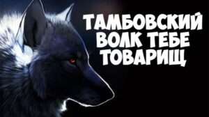 Тамбовский волк тебе товарищ: происхождение и значения выражения